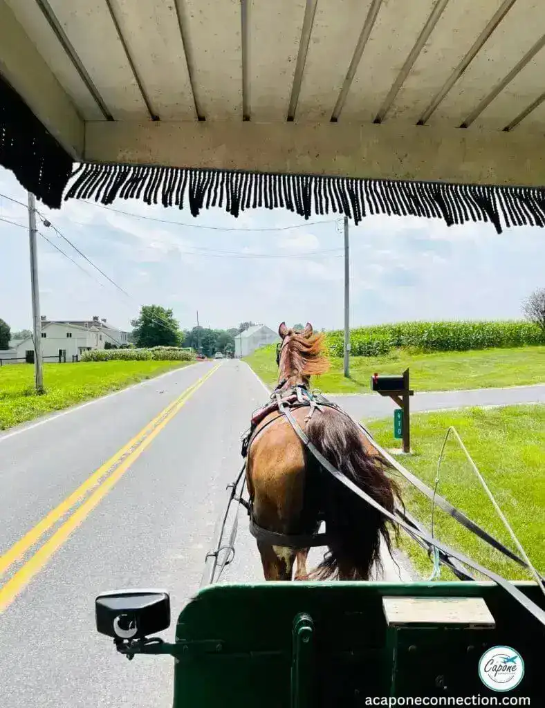 Things to do in Lancaster Horse and Buggy Ride