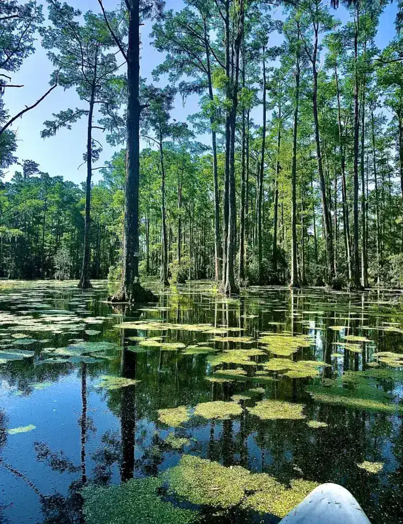 Charleston Things to Do Cypress Gardens South Carolina