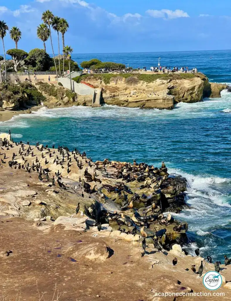 Bucket List things to do in San Diego Seals and Sea Lions