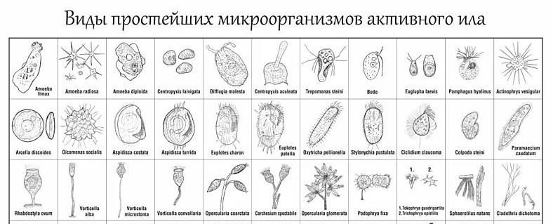 В чем разница между микробиологией и паразитологией 1 Виды микроорганизмов