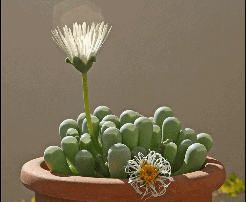 Succulent plant baby toes in a orange pot