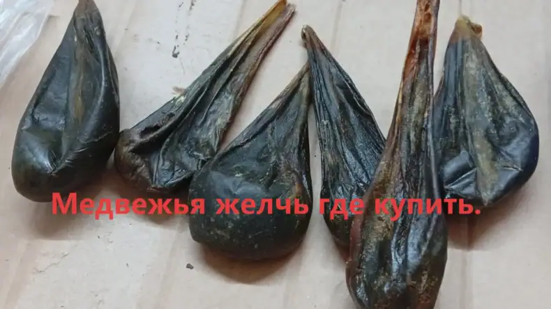 Медвежья желчь где купить и как отличить
