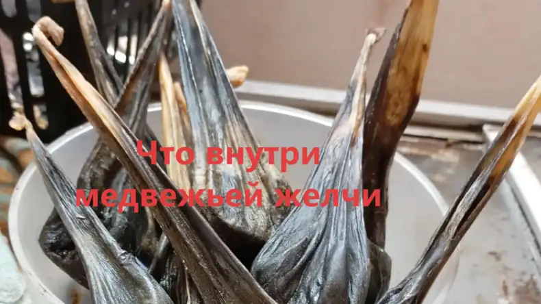 Как выглядит медвежья желчь внутри
