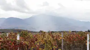 Vinhedo chileno com parreiras em tons outonais e montanhas cobertas por nuvens ao fundo.