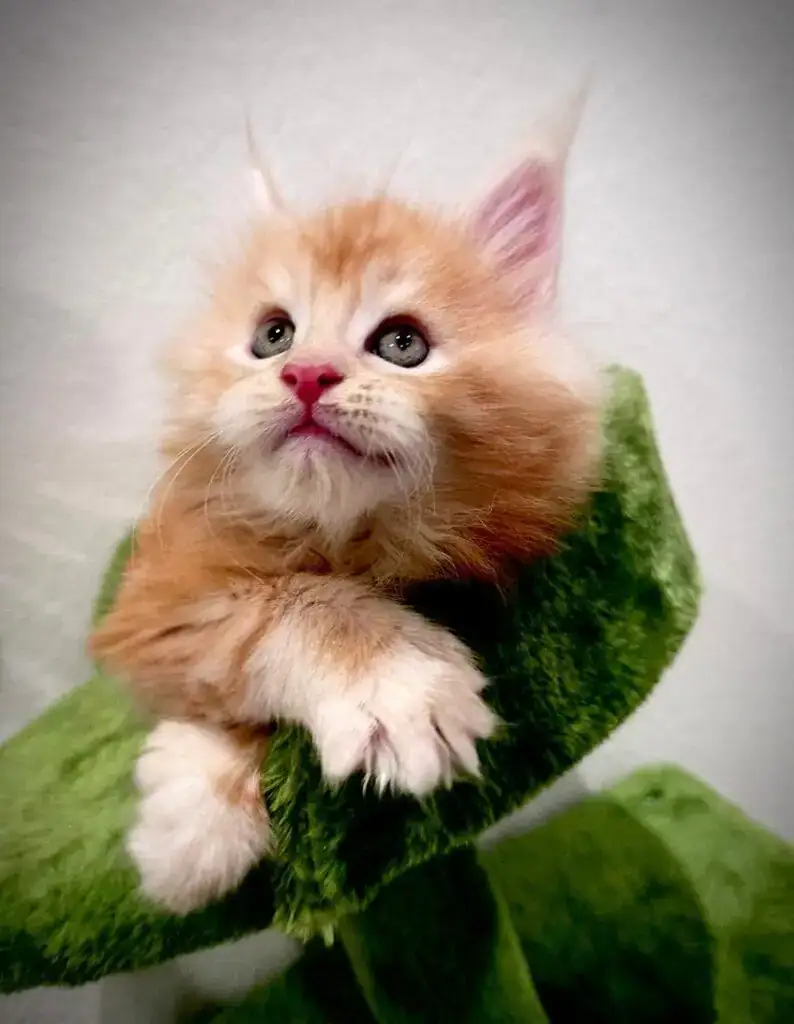 Polydactyl Maine coon kitten at 6 week