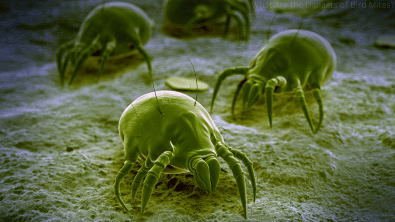 What Are the Dangers of Bird Mites?