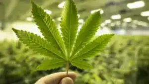 Pessoa segurando uma folha de cannabis com sete pontas em primeiro plano, em meio a uma plantação interna iluminada artificialmente.
