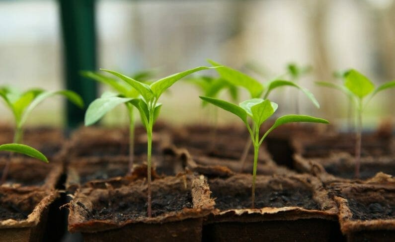 沢山の植物-ベーシックインカムのイメージ
