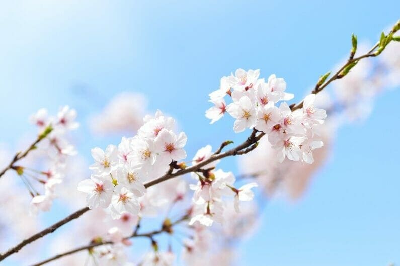 桜の花