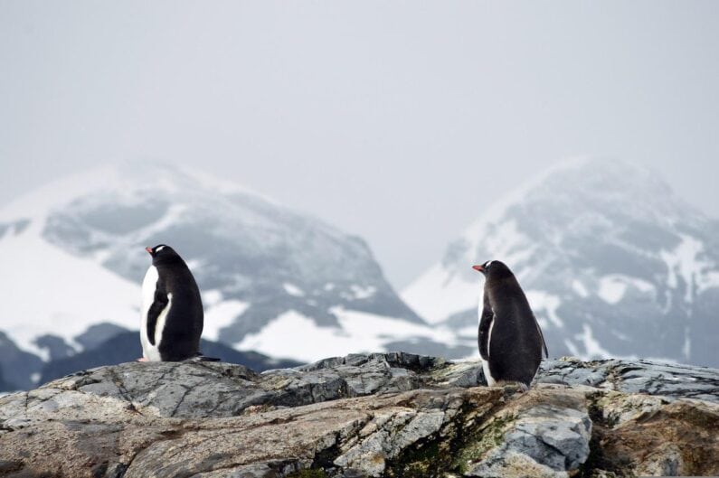 ペンギンと山