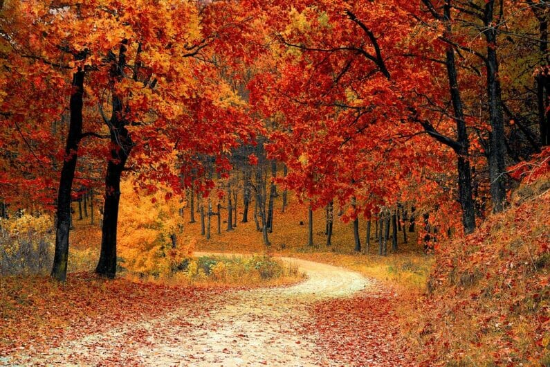 紅葉に囲まれた道