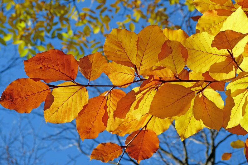 紅葉