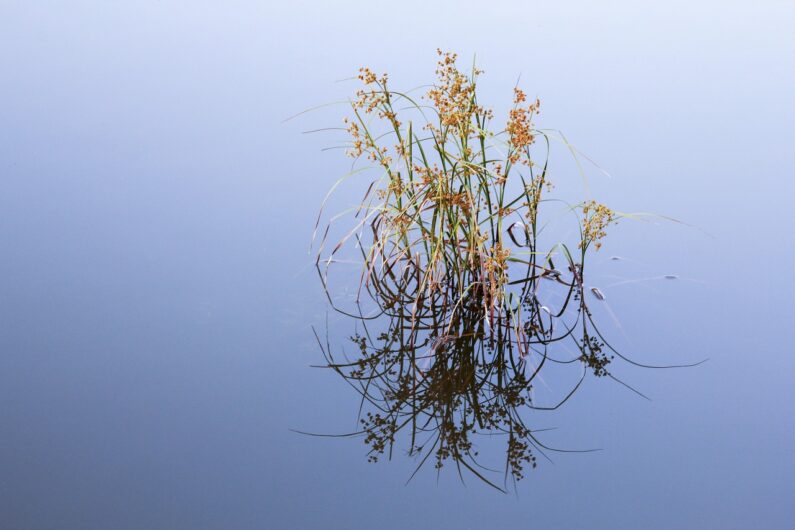 水と花
