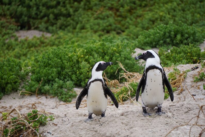 ２羽のペンギン