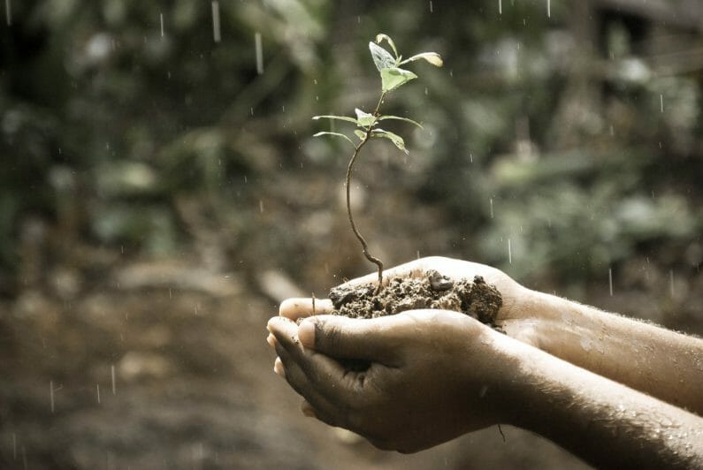 命を支える手-手の上の植物