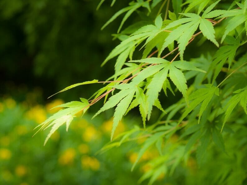 楓の葉