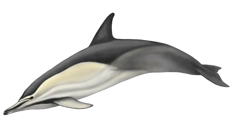 Common Dolphin | Delphinus delphis