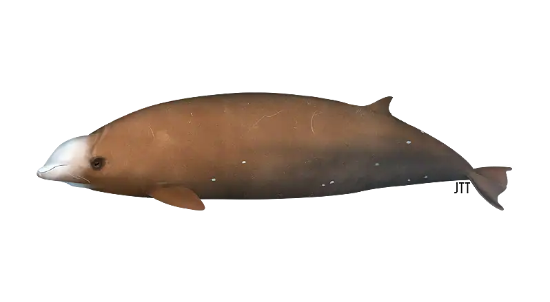 Cuvier’s Beaked Whale - Ziphius cavirostris