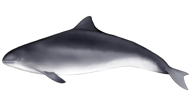 Harbour Porpoise - Phocoena phocoena