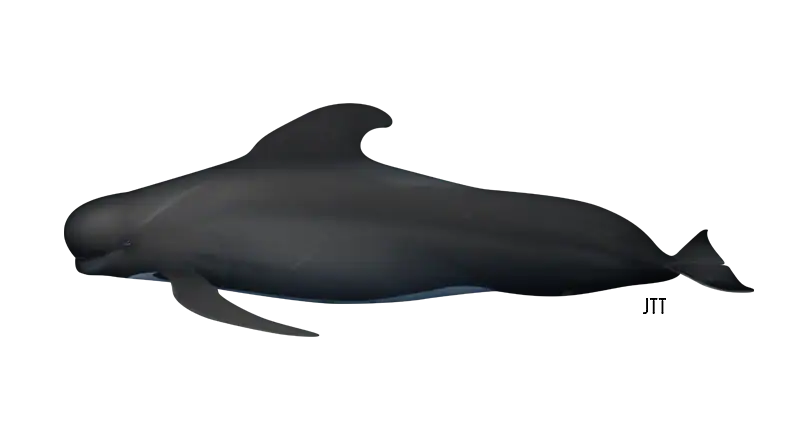 Long-finned Pilot Whale - Globicephala melas