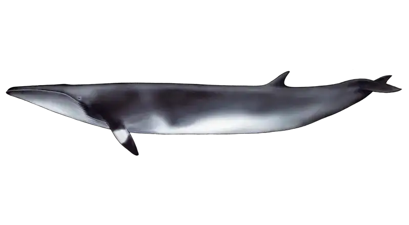 Minke Whale - Balaenoptera acutorostrata