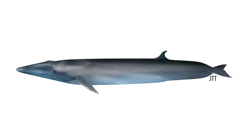Sei Whale - Balaenoptera borealis