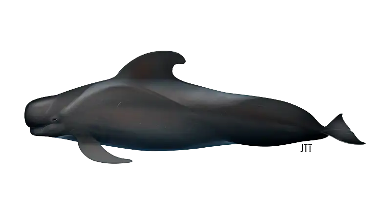 Short-finned Pilot Whale - Globicephala macrorhynchus
