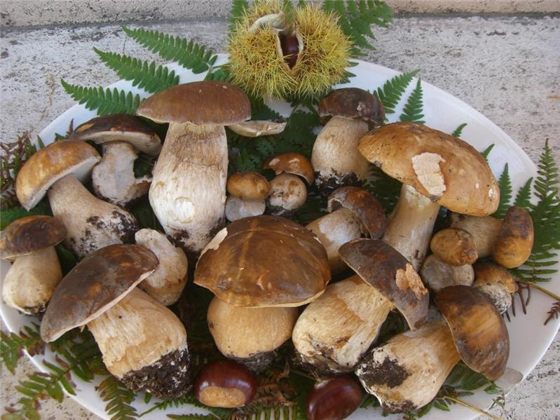 Raccolta funghi 2026 in Val Chisone: permessi, costi e divieti