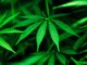 Marijuana Users Have Triple the Odds for Leg Artery Disease (Study)