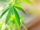 Marijuana Can Affect Fetal Development, Even If Used Early in Pregnancy