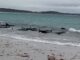 Fifty-one pilot whales die after mass stranding in Australia
