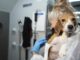 Company that bred beagles for research pleads guilty to neglect, ordered to pay record $35M fine