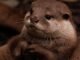 Otter Chases Family After Allegedly Attacking Child, Video Shows