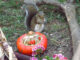 Peanut the Squirrel Case Sparks Bomb Threats at NY State DEC Offices
