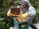 TikTok-Famous Beekeeper Erika Thompson Secretly Finalizes Divorce