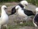 World’s oldest-known wild bird lays an egg in Hawaii at age 74…