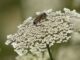Unusual bee attack leaves 24 injured, 3 critically…