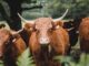 Brittany Mahomes Drinks Espresso Martinis, Throws on Cowboy Boots for 30th Birthday