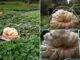 Man shares how he competitively grows giant pumpkins the size of small cars