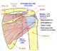 Shoulder joint anatomy diagram showing rotator cuff and bones