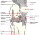 Knee anatomy diagram showing ACL and knee ligaments