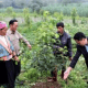 Chuyển giao quyền đối với giống cây trồng được xử lý như thế nào theo pháp luật mới năm 2021?