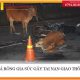 Thả rông gia súc gây tai nạn giao thông thì bị xử lý thế nào?