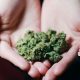 Worlds Largest Cannabis Dispensary, Partners with IDScan.net