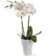 phalaenopsis_in_pot_cadeau