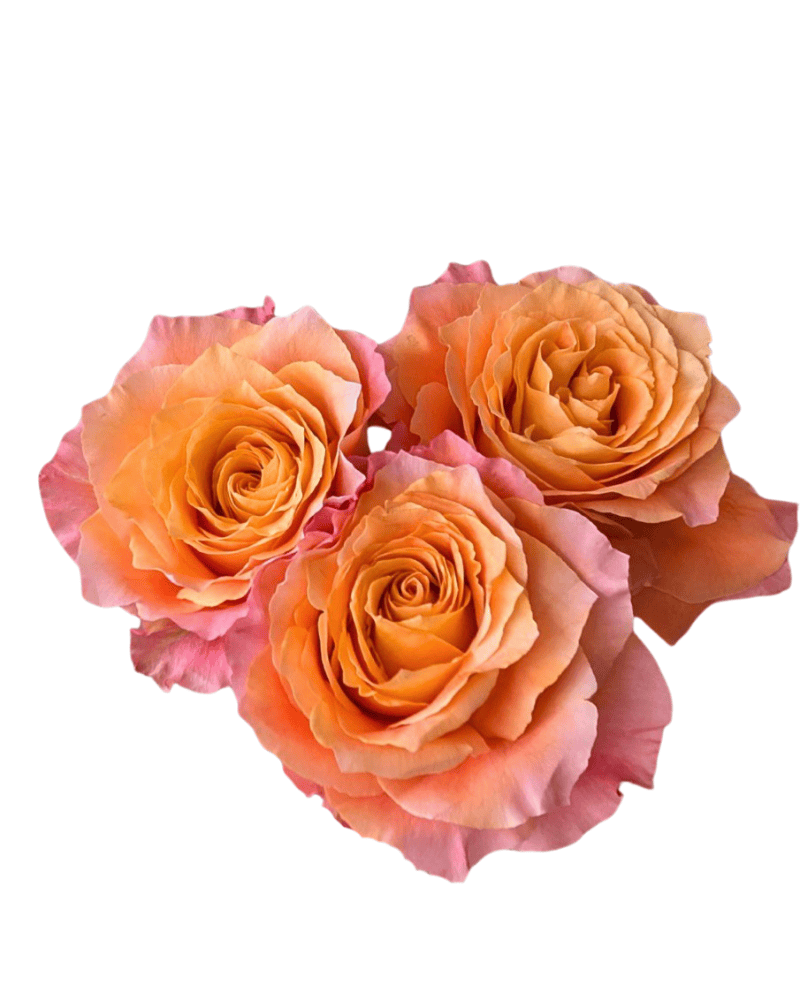 Spray Rose Adeline *Exclusive*