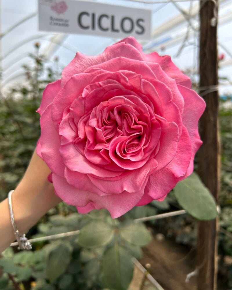 Passion in Pink - Image 2