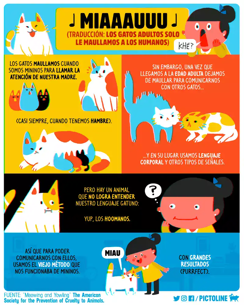 significado de miauu