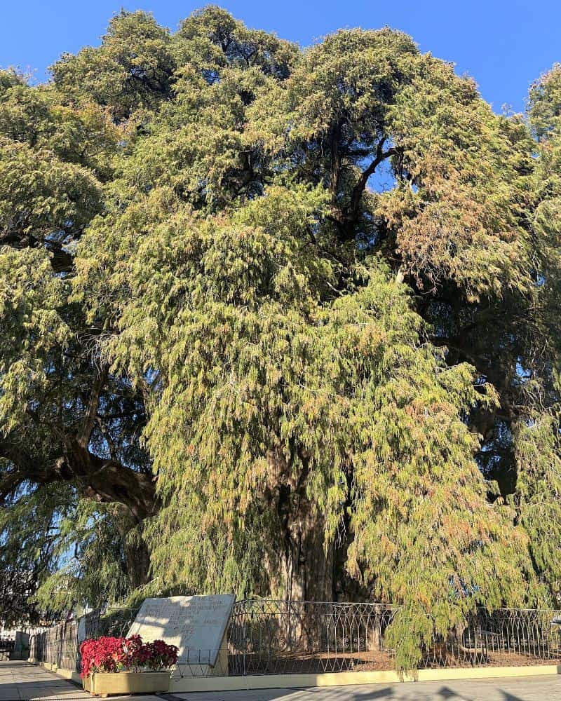 el tule tree oaxaca mexico