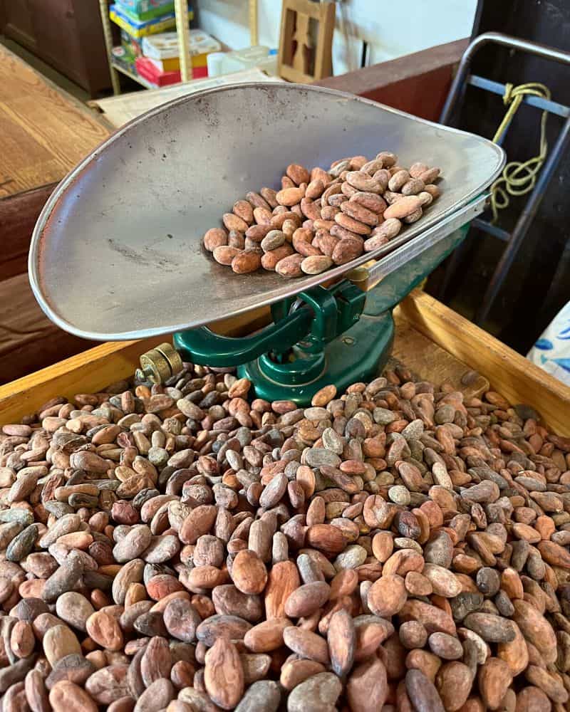 raw cacao beans on a scale to me sold and made into oaxacan chocolate